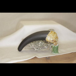 Taper Crâne sceptique 10-40mm
