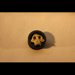 Plug Crâne d'australopithèque 12-80mm